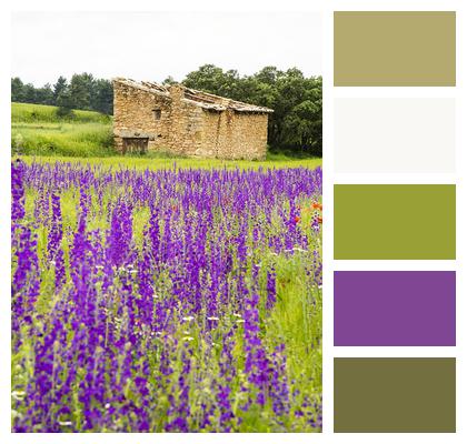 Purple Flowers Field Image