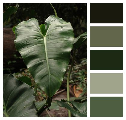 Plant Leaf Green Image