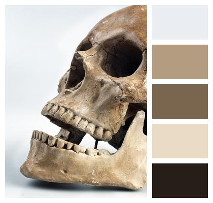 Teeth Skull Skull Skull Skull Color Skull Skull Image