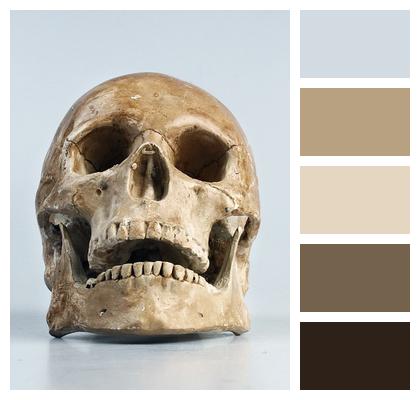 Skull Teeth Skull Skull Skull Skull Color Skull Image