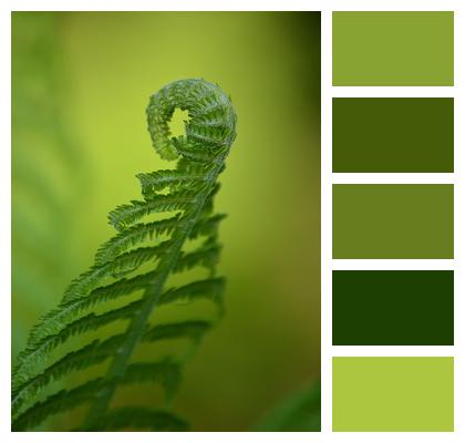 May Sheet Fern Image