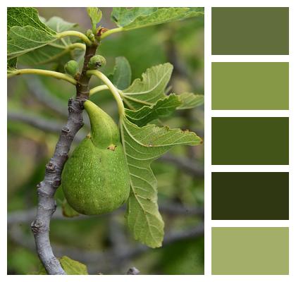 Fig Tree Fruit Image