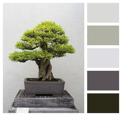 Tree Bonsai Plant Image