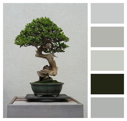 Plant Tree Bonsai Image