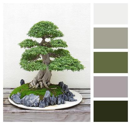 Plant Bonsai Tree Image