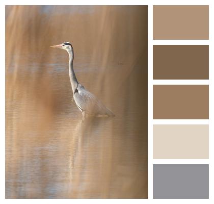 Heron Reeds Pond Image