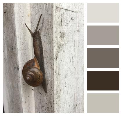 Slug Snail Shell Image