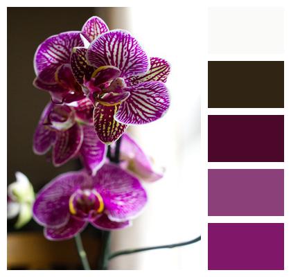 Purple Orchid Flower Image