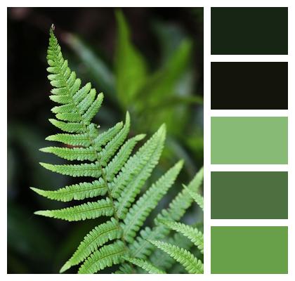 Fern Green Forest Image
