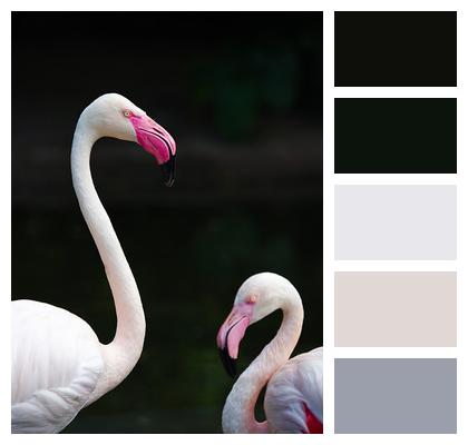 Bird Animal Flamingo Image