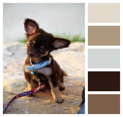 Sunset Cocoa Chihuahua Image