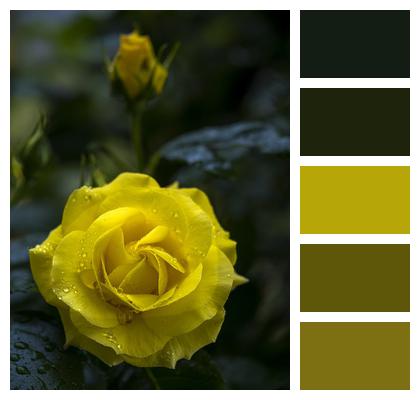 Yellow Rose Flower Image