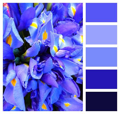 Iris Blue Flower Image