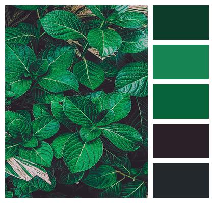 Sheets Leaf Green Image