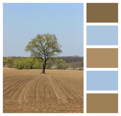 Tree Field Grass Image