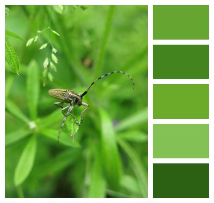 Yellow Gold Striped Longhorn Beetle Image