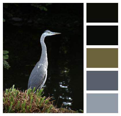 Nature Heron Bird Image