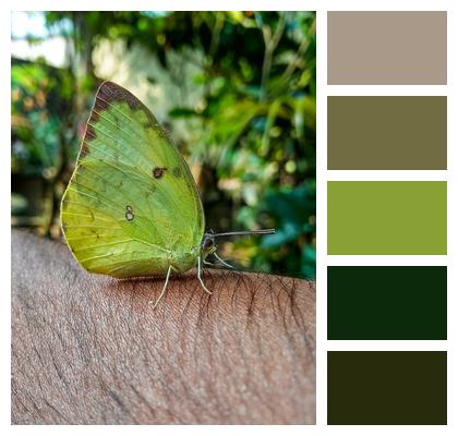 Green Nature Butterfly Image