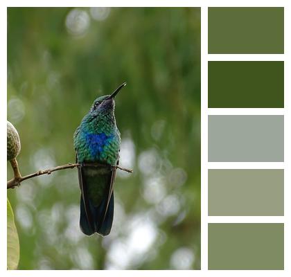 Colombia Hummingbird Bird Image