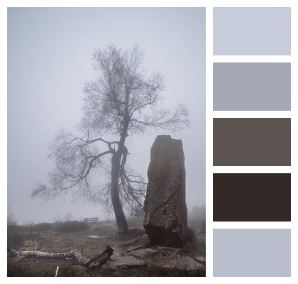 Fog Tree Nature Image