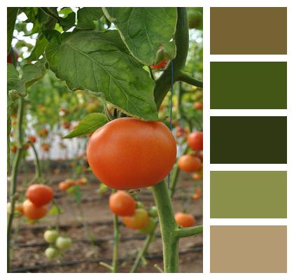 Greenhouse Vegetables Tomato Image