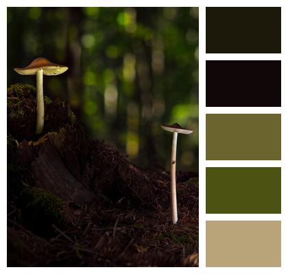 Magic Forest Mushrooms Image