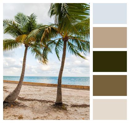 Sea Beach Palm Image