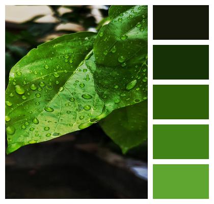 Green Rain Leaf Image