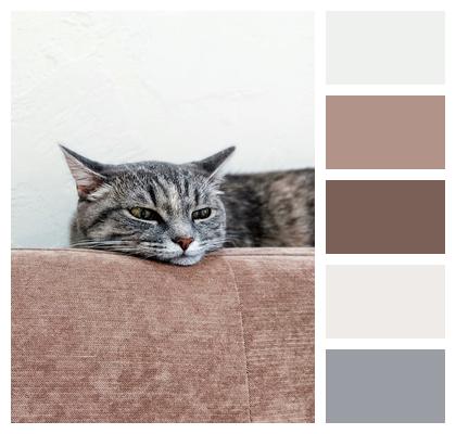 Pet Cat Home Image