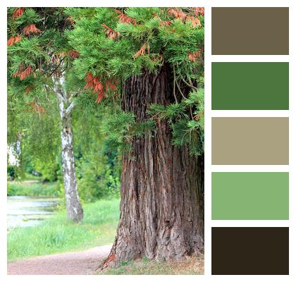 Tree Colors Vegetation Image