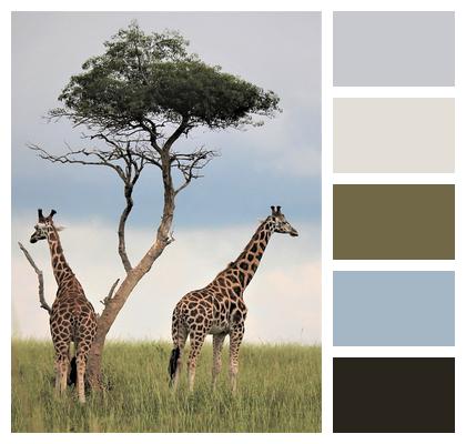 Tree Giraffes Fields Image