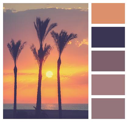 Palms Landscape Sunrise Image
