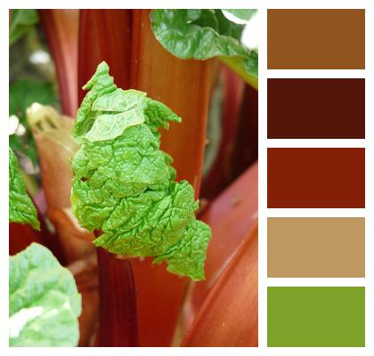 Rhubarb Leaf Vegetables Image