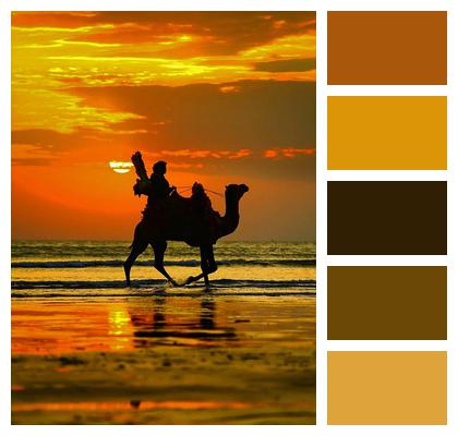 Camel Sky Sunset Image