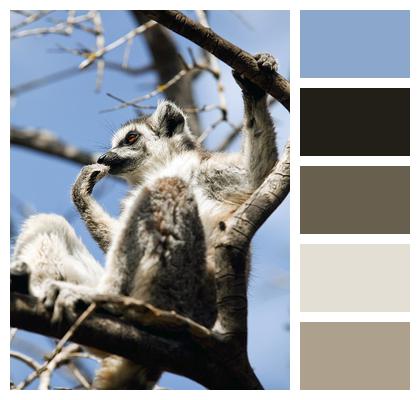 Lemur Tree Mammal Image