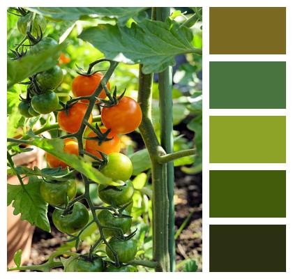 Plant Garden Tomatoes Image