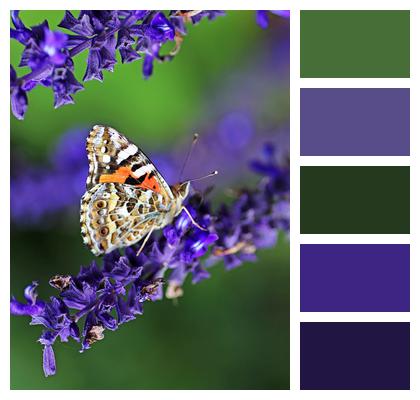 Insect Butterfly Flowers Image