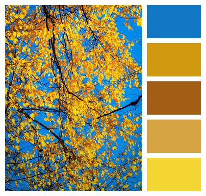 Fall Autumn Yellow Image