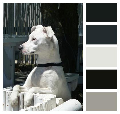 White Dog Attentive Image