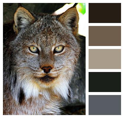 Lynx Eyes Animal Image