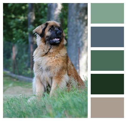 Dog Animal Leonberger Image