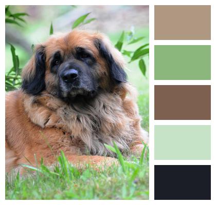 Leonberger Dog Animal Image