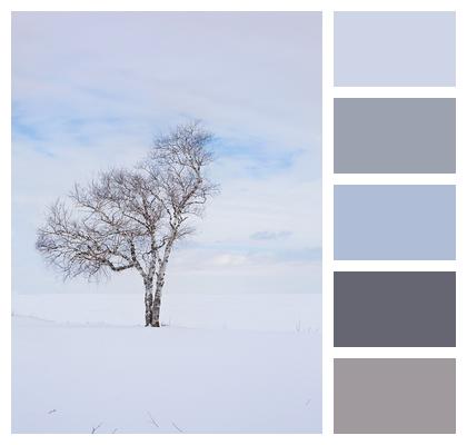 Winter Tree Lone Image