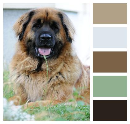 Leonberger Pet Dog Image