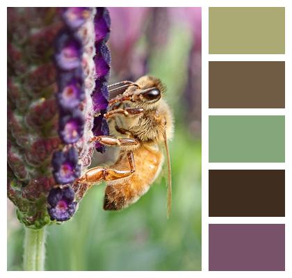 Pollination Flower Bee Image