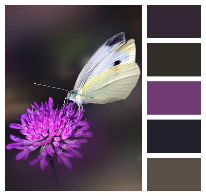 Pollination Butterfly Flower Image