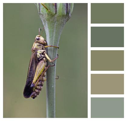 Insect Locust Grasshopper Image
