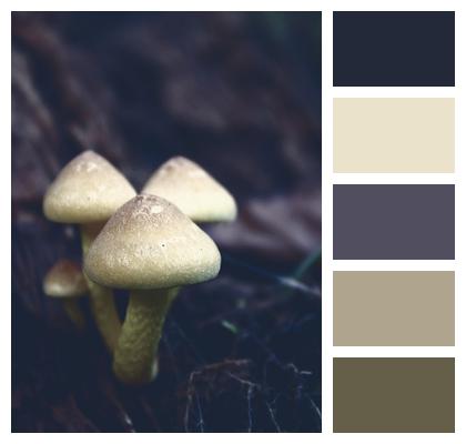 Fungi Toadstools Mushrooms Image