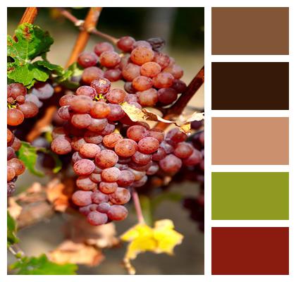 Vineyard Grapes Fruits Image