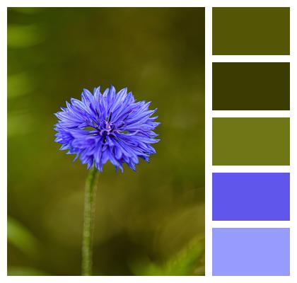 Plant Flower Cornflower Image